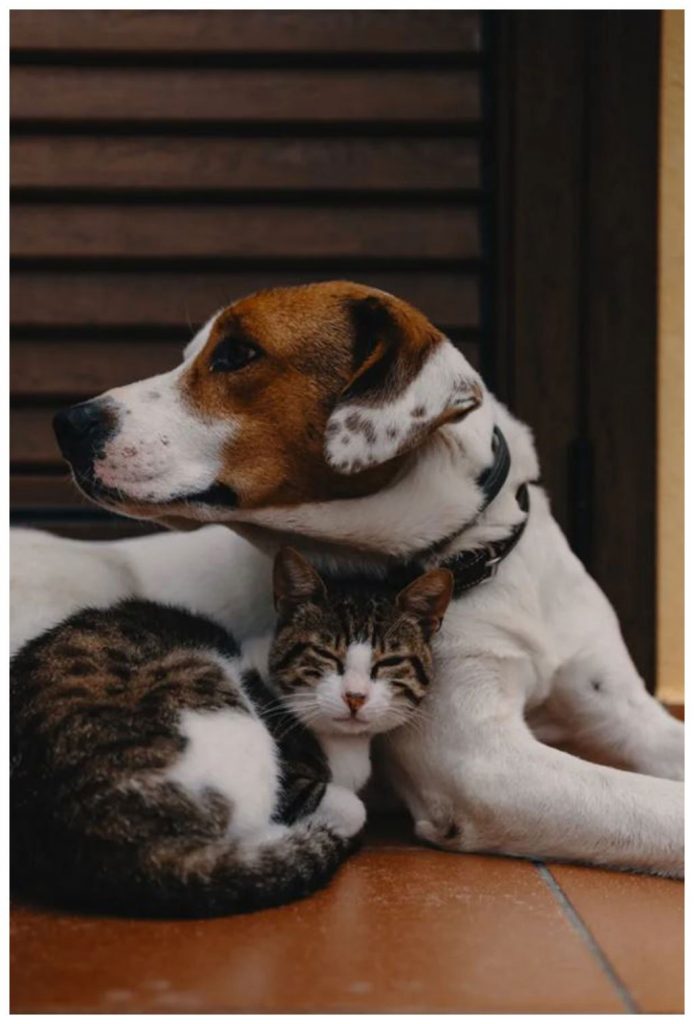 عکس های باورنکردنی از سگ و گربه در کنار هم